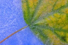 Herbstblatt im Eis