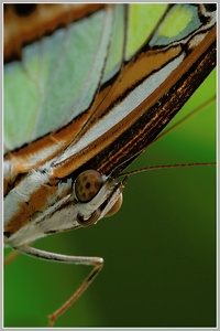 Malachitfalter (Siproeta stelenes)