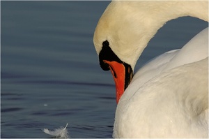 Höckerschwan (Cygnus olor) KD