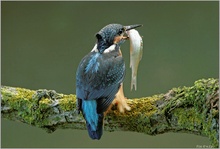 " Eisvogel mit Beute "