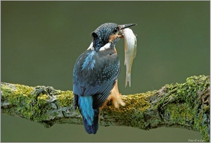 " Eisvogel mit Beute "