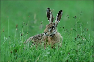 Feldhase (lepus capensis)