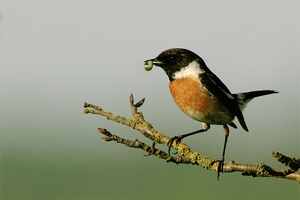 Schwarzkehlchen ND