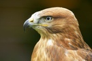 Adlerbussard . Buteo rufinus  ZO