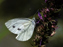 Pieris rapae, KD