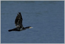 Kormoran (Phalacrorax carbo)