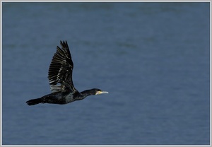 Kormoran (Phalacrorax carbo)