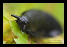 Wegschnecke beim Festmahl