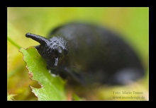 Wegschnecke beim Festmahl