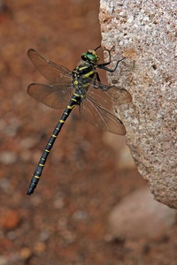 Zweigestreifte Quelljungfer (Cordulegaster boltonii