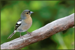 Madeira Buchfink [Fringilla coelebs madeirensis] ND