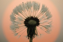 Pusteblume im Nebel bei Sonnenaufgang