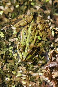 Grünfrosch [KD]