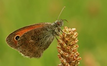 " Kleiner Heufalter " (Coenonympha pamphilus)