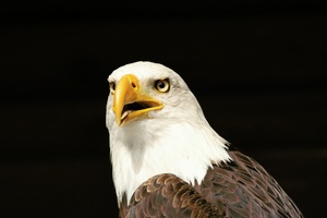 Weißkopfseeadler ZO