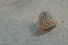 Pilz im Sand ND/EBV
