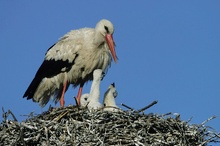 Weißstorch