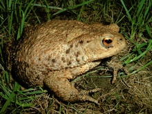 (Bufo Bufo) 0,1 Erdkröte KD