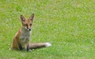 Fuchs zweiter Versuch