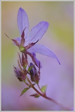 ~ Wiesen-Glockenblume (Campanula patula) ~