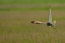 Jagdflug der Sumpfohreule