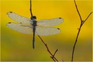 Schwarze Heidelibelle