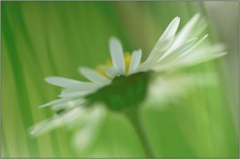 Gänseblümchen (Bellis perennis)