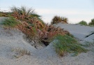 Dünenlandschaft