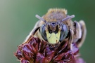 Dufte Biene