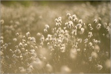 Wollgras (Eriophorum)