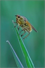 Gelbe Dungfliege (Scatophaga stercoraria)
