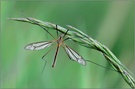 Wiesenschnake (Tipula paludosa)