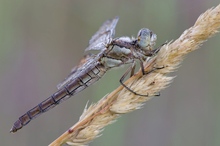 Südlicher Blaupfeil - Weibchen