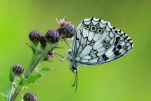 Schachbrettfalter (Melanargia galathea)