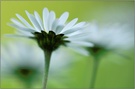 Gänseblümchen (Bellis perennis)