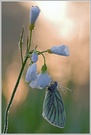 ~ Rapsweißling (Pieris napi) ~