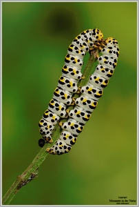 Raupe des Königskerzenmönch (Shargacucullia verbasci)