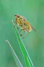 Gelbe Dungfliege (Scatophaga stercoraria)