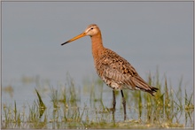 im Flachwasser... Uferschnepfe *Limosa limosa*
