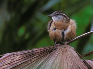 Carolinazaunkönig