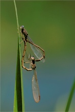 Sibirische Winterlibelle ?