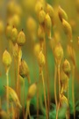 Sporophyten vom Goldenen Frauenhaarmoos (Polytrichum commune) 03