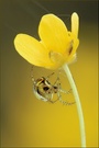 ~ Yellow ~
