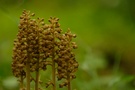 Vogel-Nestwurz (Neottia nidus-avis)