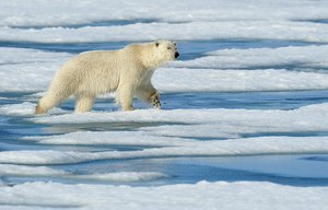 Eisbär im Hornsund [ND]