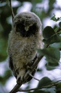 Waldohreule (Asio ozus) / Long eared Owl