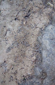 Köcherfliegenlarven