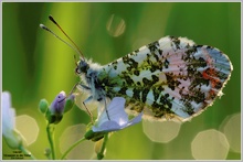 Aurorafalter (Anthocaris cardamines)