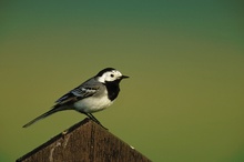 Bachstelze (Motacilla alba)