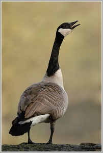 Kanadagans (Branta canadensis)